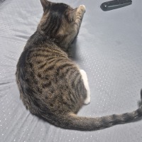 고양이 뿌림