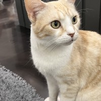 고양이 사진 공유하기 할 사람