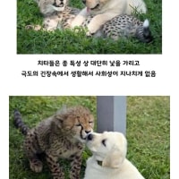 아싸를 인싸로 만들어주는 동물