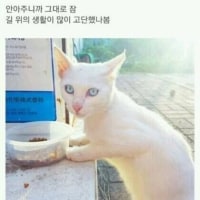 시골에 버려진 고양이를 주운 디시인