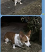 갑자기 개도둑이 돼버린 기사님