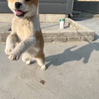 할머니집 시골개 산책시켜주고 왓다내요