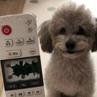 주인 한테 보여주려고 예술작품을 만든 댕댕이.