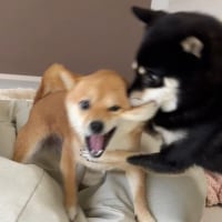 볼따구 빨아먹는 시바견