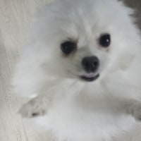 사람들이 나 성격 댕댕이 같아서 좋댕