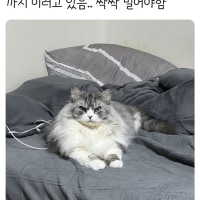 진짜 빡친 고양이 표정