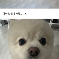 강아지를 회사에 데려가면 벌어지는 일