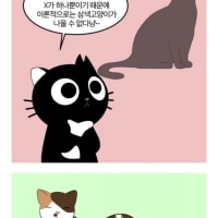 삼색고양이가 99% 암컷인 이유