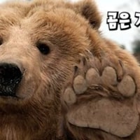 볼리베어는 이번 패치에 없네