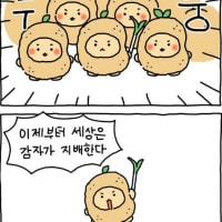 감자를 키워야 하는 이유