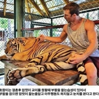 호랑이를 한손으로 제압하는 방법