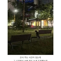 고양이랑 만나기로 했는데 얘네도 시간 개념 있어