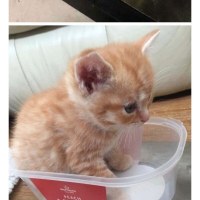 아기 동물들 무게 재는 법