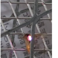 벌레주의) 매년 이맘때 쯤 슬슬 시동거는 그 갤러리