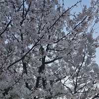 요즘따라 응애들이 왤케