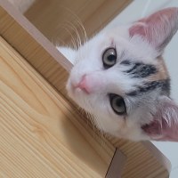 고의트롤 유미 저격함