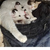 전형적인 경상도 삼촌과 고양이의 만남 만화