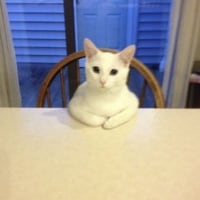 요즘 고양이 드루이드 되보려고 연습중이다