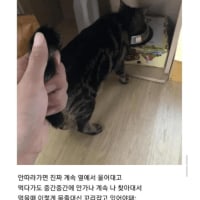 고양이 밥먹는데 지켜봐 줘야함