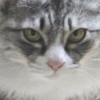 우리집 고양이 보고 갈 사람(EDG유미 닮음)