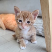 뒤질 거 같은 날씨에 고양이 자랑