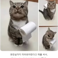 매일 화장실 따라가야한다는 고양이