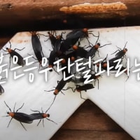 러브버그 방제 안하는 이유