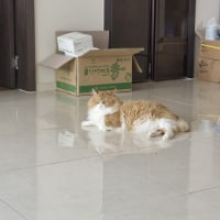 유미