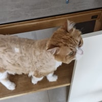 털 깎은 유미