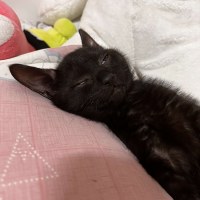 울집 냥이 아가때