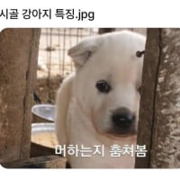 시골 강아지들 특징