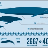 의외로 지구역사상 가장큰 동물