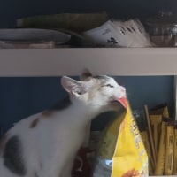 우리집에 도둑이 들었는데 어떡해?? 나 손 떨려