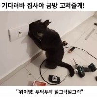 집사야 기다려봐 니 마음 내가 금방 고쳐줄게