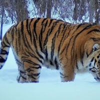 예로부터 한국에는 귀신이나 괴담이 잘 없는 이유