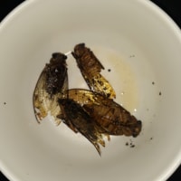야 매미 존맛탱인데 스트형 말대로 걍 땅콩인데?