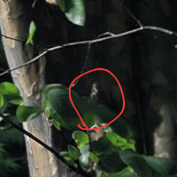 방금 찍은 매미 하나