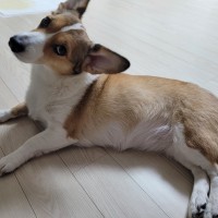 우리집 개몽총이 보고 가.