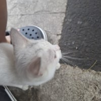 베트남 스트릿 유미 보고가라