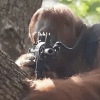 근데 나만 트런들이 애쉬한테 개털릴거 같음?