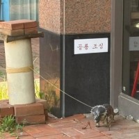 목줄했어도 이건 선 넘은거 아님?