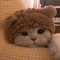 인터넷에서 고양이 사진 퍼옴 심쿵주의 인기글 기원