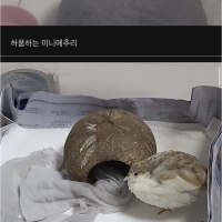 메추리 기르는 블라인드인.jpg