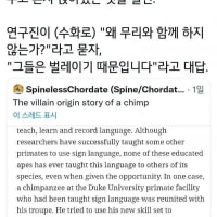 침팬지에게 수화를 가르친 결과