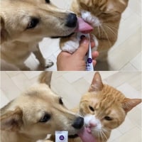 강아지와 고양이 혀 크기 차이.jpg