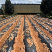 옵부이 배추심고 왔다