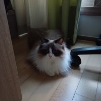 털바퀴 한번 빨았다