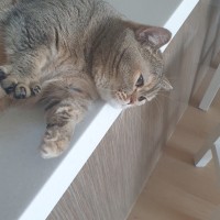 요즘 집에 남의 집 고양이 맡아 키우는데