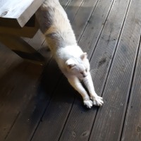 convenience store cat