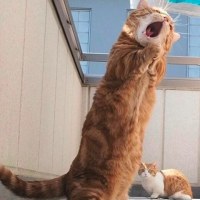 또 거짓말 설탕 가튼 말